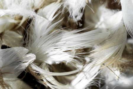 white and brown duck feathersの写真素材