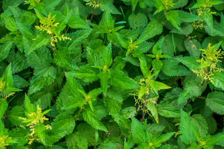 green nettles with visible details. backgroundの写真素材