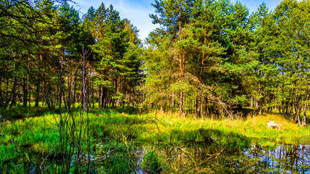 reflection of forest and sky in the lakeの写真素材