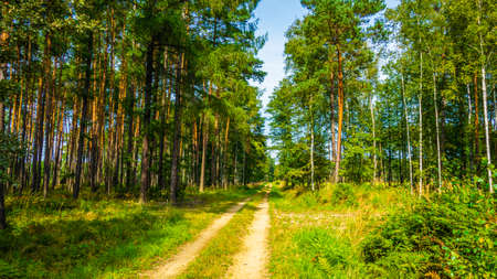 road through the forest on a beautiful sunny dayの写真素材