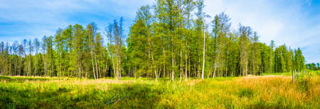 meadow in the forest against the background of blue sky and white cloudsの写真素材