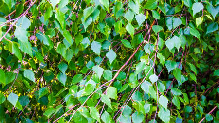 Twigs with green birch leaves. texture or background