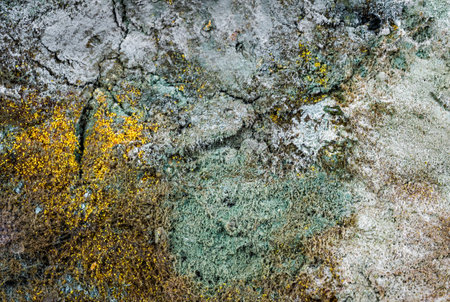 yellow mold spores macro shot with detail visible