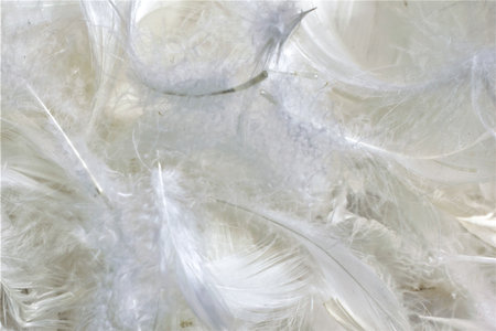 white duck feathers with visible details. background or textureの写真素材