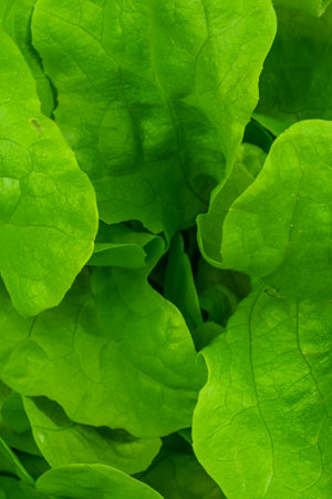 green lettuce leaves with visible details. background or texture