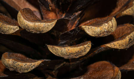 macro photo of pine cones.background or textra
