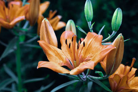 orange lily on a background of green leaves