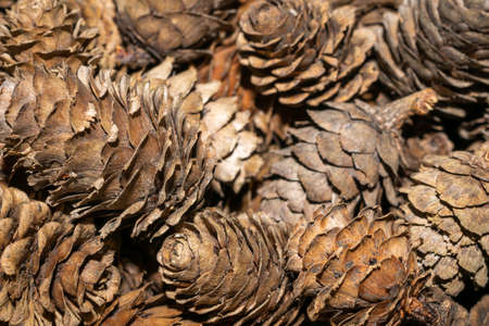 brown larch cones with visible details. background or textureの写真素材