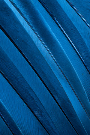 blue feather pigeon macro photo. texture or backgroundの写真素材