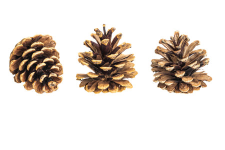 black pine cones on a white background