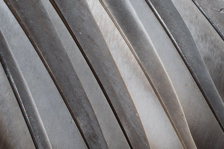 gray feather pigeon photo. texture or backgroundの写真素材