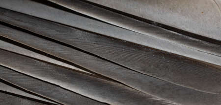 gray feather pigeon macro photo. texture or backgroundの写真素材