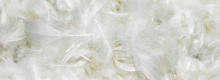 white fine duck feathers. background or textureの写真素材