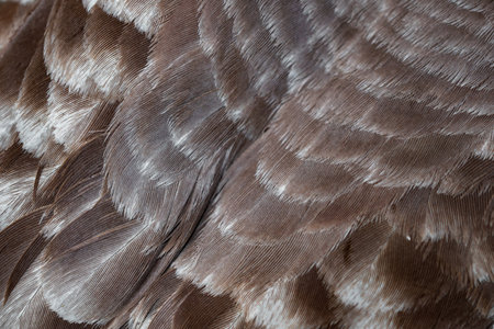 brown and white pigeon feathers. background or texturaの写真素材