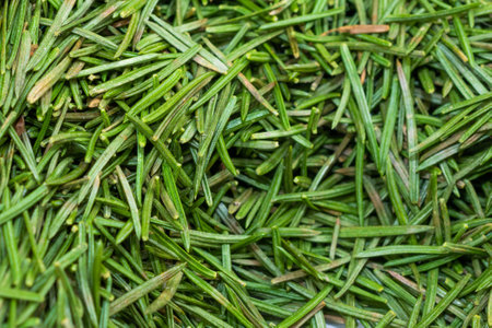 green spruce needles with visible details. background or textureの写真素材