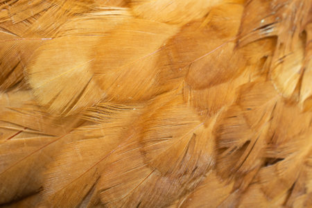 macro photo of brown hen feathers. background or texturaの写真素材