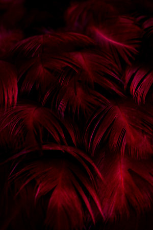 purple feathers with visible details. background or textureの写真素材