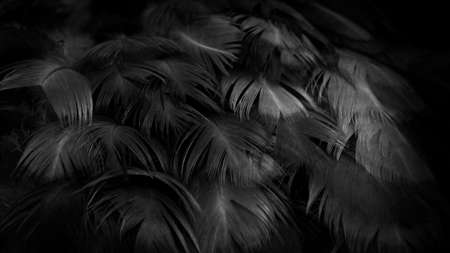 macro photo of black hen feathers. violet backgroundの写真素材