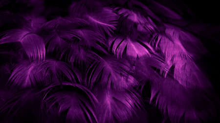 macro photo of purple hen feathers. background or texturaの写真素材