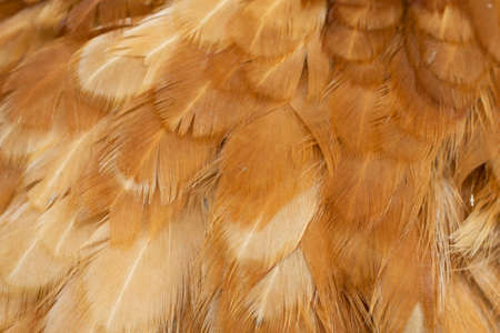 macro photo of brown hen feathers. background or texturaの写真素材