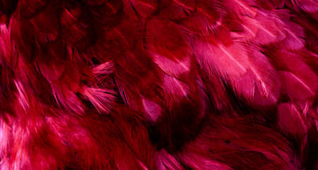 macro photo of red hen feathers. background or texturaの写真素材