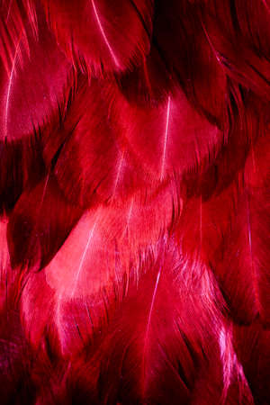 macro photo of red hen feathers. background or texturaの写真素材