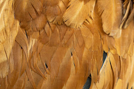 macro photo of brown hen feathers. background or texturaの写真素材