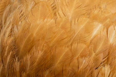 macro photo of brown hen feathers. background or texturaの写真素材
