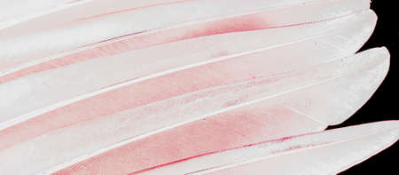 pink feathers on a black background. texturaの写真素材