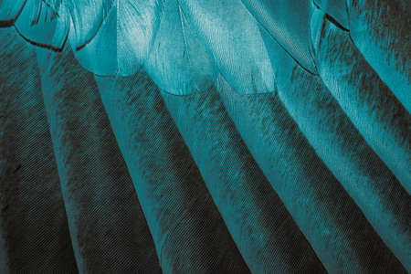 blue feather pigeon macro photo. texture or backgroundの写真素材