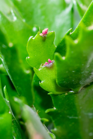 green cactus leaves with pink flower budsの写真素材