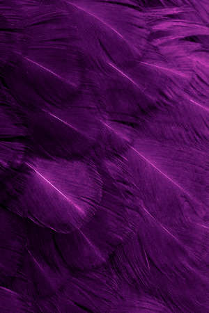 macro photo of purple hen feathers. background or texturaの写真素材