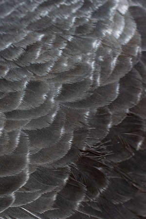 black pigeon feathers with visible detail. backgroundの写真素材