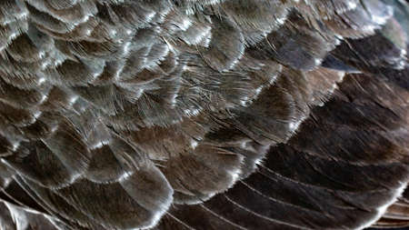 black pigeon feathers with visible detail. backgroundの写真素材