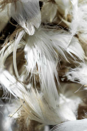 white and brown duck feathers. background or textureの写真素材