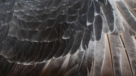 black pigeon feathers with visible detail. backgroundの写真素材