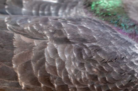 black pigeon feathers with visible detail. backgroundの写真素材