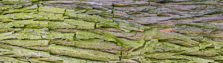 pine bark with visible details. background or textureの写真素材