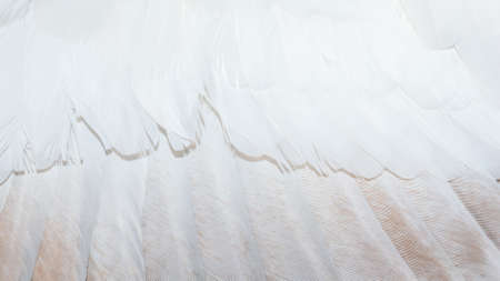 white and brown pigeon feathers. background or textureの写真素材