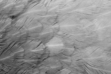 macro photo of gray hen feathers. background or texturaの写真素材