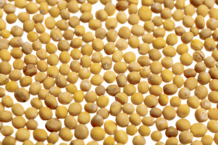 mustard seeds on a white isolated backgroundの写真素材