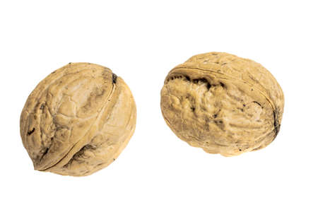 brown walnuts on a white isolated backgroundの写真素材