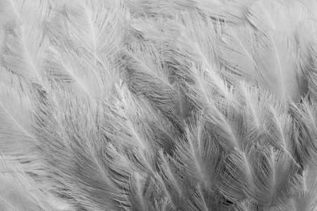 macro photo of gray hen feathers. background or texturaの写真素材