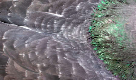 black pigeon feathers with visible detail. backgroundの写真素材