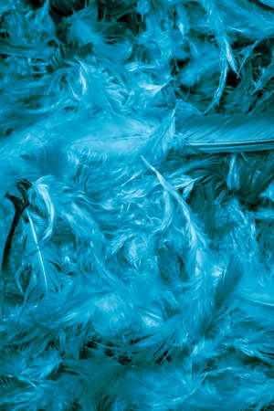 blue hen feathers with visible details. backgroundの写真素材