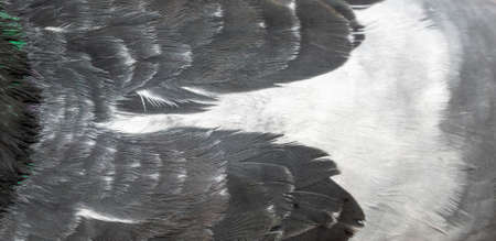 black pigeon feathers with visible detail. backgroundの写真素材
