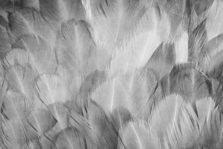 macro photo of gray hen feathers. background or texturaの写真素材
