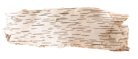 birch bark on a white isolated backgroundの写真素材