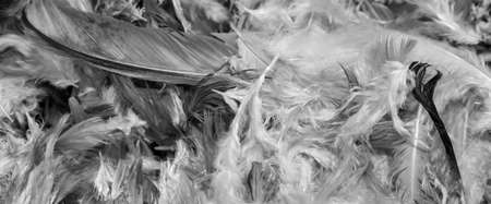 gray hen feathers with visible details. backgroundの写真素材