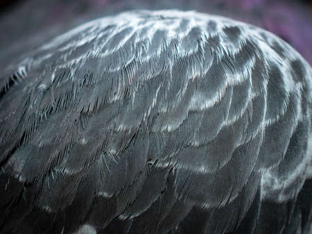 black pigeon feathers with visible detail. backgroundの写真素材